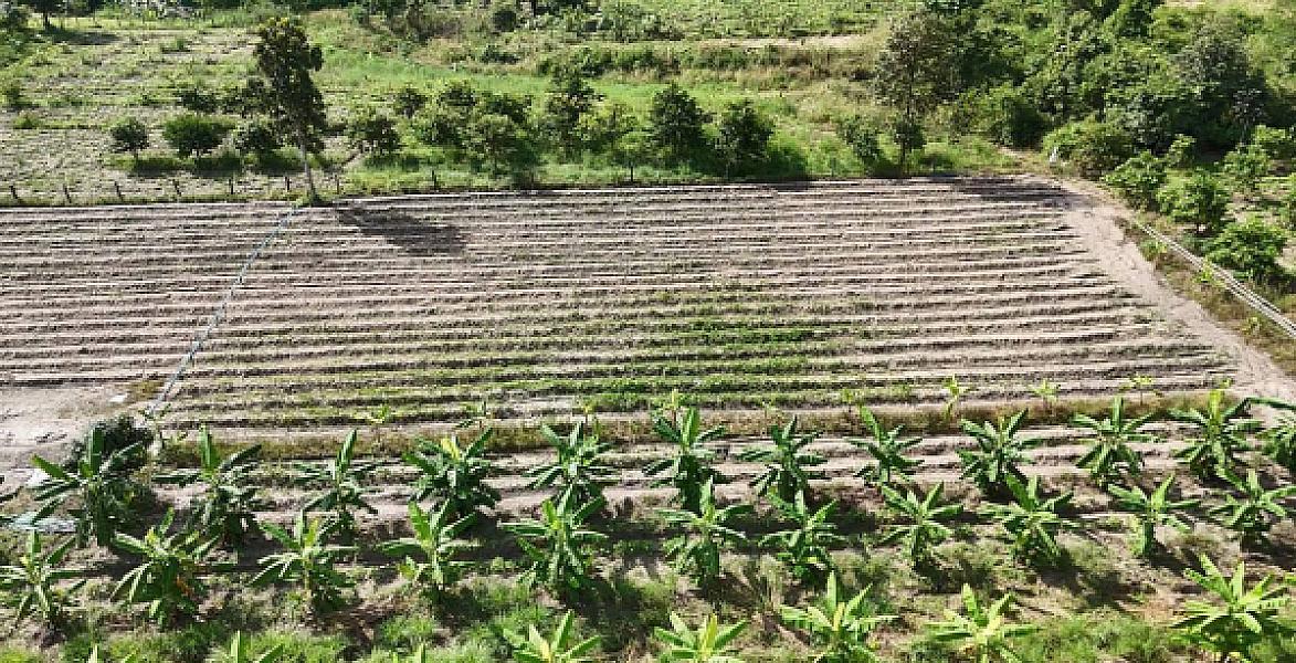 សហគមន៍កសិកម្មទំនើបម្ទេសដំណាក់ទ្រយឹងនឹងចាប់ផ្តើមការដាំដុះនាពាក់កណ្តាលខែវិច្ឆិកាខាងមុខនេះ - Image 8