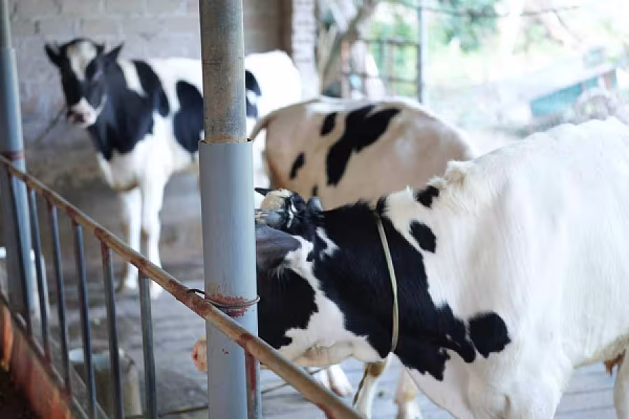 ដំណើរទស្សនកិច្ចរបស់ប្រតិភូកម្ពុជានៅកសិដ្ឋានចិញ្ចឹមគោយកទឹកដោះ និងក្រុមហ៊ុនកែច្នៃផលិតផលទឹកដោះគោ - Image 20