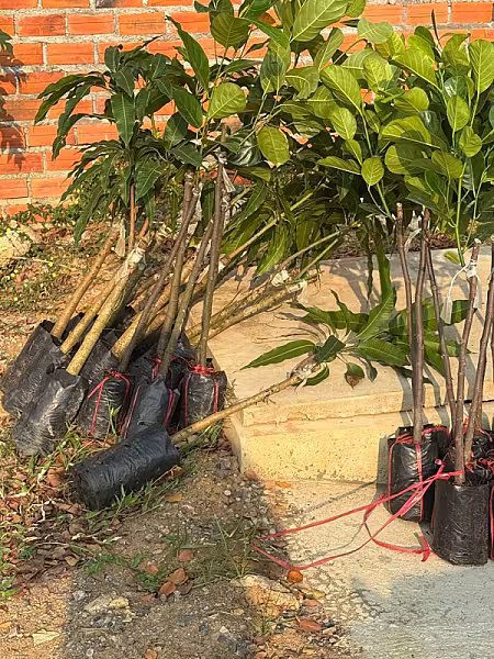 កូនឈើហូបផ្លែ៩ប្រភេទ សរុប ៥៥ដើមដាក់ដាំក្នុងទីស្នាក់ការ អ.ន.ក. ខេត្តបាត់ដំបង - Image 2