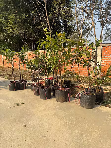 កូនឈើហូបផ្លែ៩ប្រភេទ សរុប ៥៥ដើមដាក់ដាំក្នុងទីស្នាក់ការ អ.ន.ក. ខេត្តបាត់ដំបង - Image 3