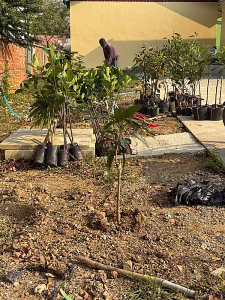 កូនឈើហូបផ្លែ៩ប្រភេទ សរុប ៥៥ដើមដាក់ដាំក្នុងទីស្នាក់ការ អ.ន.ក. ខេត្តបាត់ដំបង - Image 4