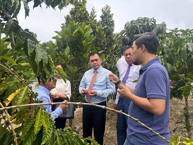 ដំណើរទស្សនកិច្ចរបស់ប្រតិភូសមាគមនៅចំការកាហ្វេដែលដាំដុះដោយអតីតយុទ្ធជនម៉ាឡេសុី - Image 3