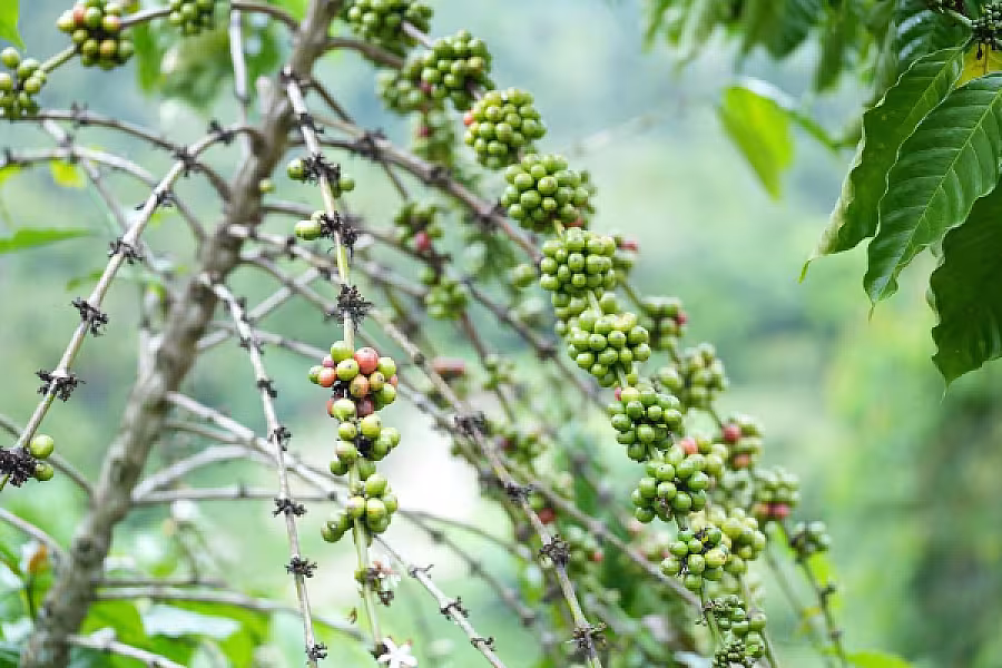 ដំណើរទស្សនកិច្ចរបស់ប្រតិភូសមាគមនៅចំការកាហ្វេដែលដាំដុះដោយអតីតយុទ្ធជនម៉ាឡេសុី - Image 9