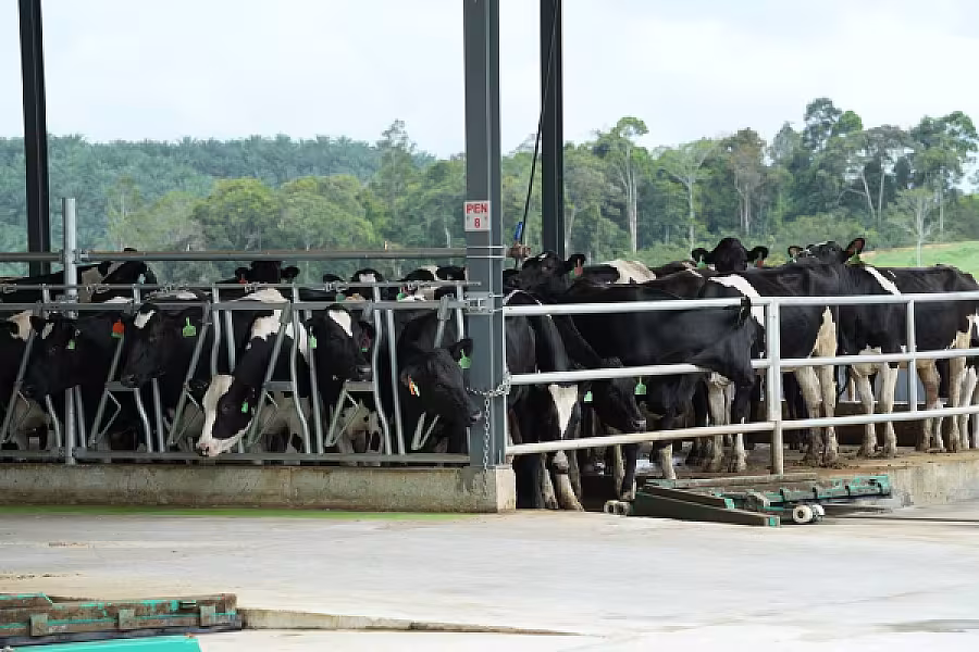 ប្រធានសមាគមអតីតយុទ្ធជនកងកម្លាំងម៉ាឡេសុីអញ្ជើញគណៈប្រតិភូកម្ពុជាទៅទស្សនកិច្ចនៅកសិដ្ឋានចិញ្ចឹមគោទឹកដោះក្នុងតំបន់ JEMALUANG នៃរដ្ឋ JOHOR - Image 20