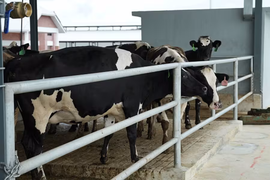 ប្រធានសមាគមអតីតយុទ្ធជនកងកម្លាំងម៉ាឡេសុីអញ្ជើញគណៈប្រតិភូកម្ពុជាទៅទស្សនកិច្ចនៅកសិដ្ឋានចិញ្ចឹមគោទឹកដោះក្នុងតំបន់ JEMALUANG នៃរដ្ឋ JOHOR - Image 23