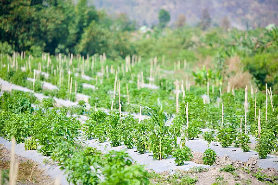 ឯកឧត្តម ទេសរដ្ឋមន្រ្តី គន់ គីម អញ្ជើញចុះពិនិត្យស្ថានភាពរស់នៅអតីតយុទ្ធជន និងអណ្តូងទឹក នៅភូមិប៊ុនរ៉ានីសែនជ័យដំណាក់ទ្រយឹង - Image 15