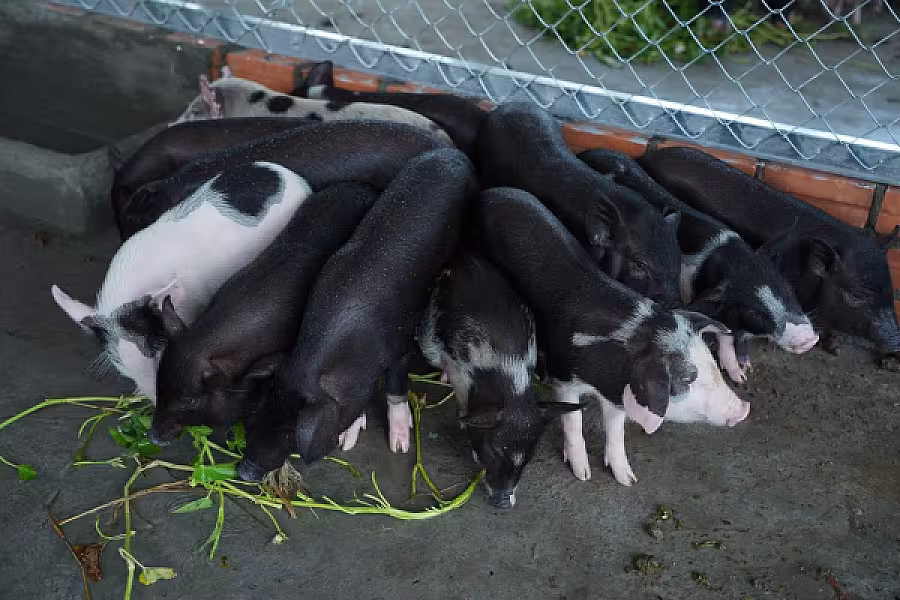 ឯកឧត្តមបណ្ឌិត កៅ ថាច និងឯកឧត្តមអ្នកឧកញ៉ា ម៉ម វណ្ណឌី អញ្ជើញចុះពិនិត្យវឌ្ឍនភាពគម្រោងចិញ្ចឹមជ្រូកកណ្តុរ - Image 10