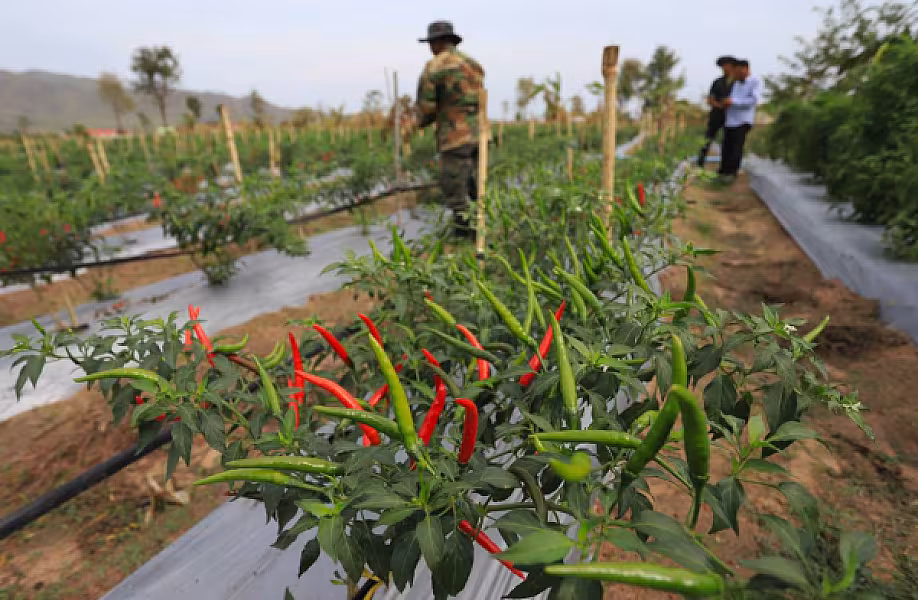 ឯកឧត្តម ឃឹម ហ្វីណង់ ចុះពិនិត្យវឌ្ឍនភាព និងបញ្ហាប្រឈមដំណាំម្ទេសនៅសហគមន៍កសិកម្មទំនើបម្ទេសដំណាក់ទ្រយឹង - Image 3