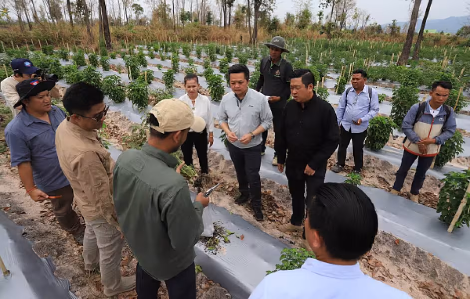 ឯកឧត្តម ឃឹម ហ្វីណង់ ចុះពិនិត្យវឌ្ឍនភាព និងបញ្ហាប្រឈមដំណាំម្ទេសនៅសហគមន៍កសិកម្មទំនើបម្ទេសដំណាក់ទ្រយឹង - Image 5