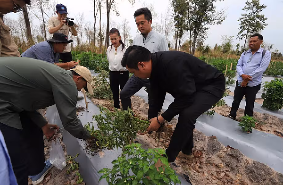 ឯកឧត្តម ឃឹម ហ្វីណង់ ចុះពិនិត្យវឌ្ឍនភាព និងបញ្ហាប្រឈមដំណាំម្ទេសនៅសហគមន៍កសិកម្មទំនើបម្ទេសដំណាក់ទ្រយឹង - Image 6