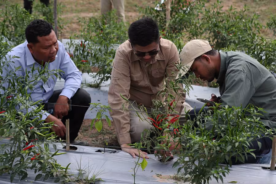 ឯកឧត្តម ឃឹម ហ្វីណង់ ចុះពិនិត្យវឌ្ឍនភាព និងបញ្ហាប្រឈមដំណាំម្ទេសនៅសហគមន៍កសិកម្មទំនើបម្ទេសដំណាក់ទ្រយឹង - Image 7