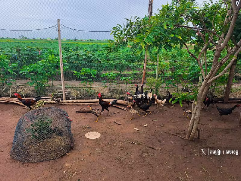 ភូមិអតីតយុទ្ធជន ភូមិគោករកា ឃុំដូនបា ស្រុកគាស់ក្រឡ ខេត្តបាត់ដំបង - Image 6
